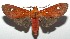  ( - 16-SRNP-106101)  @14 [ ] CreativeCommons  Attribution Non-Commercial Share-Alike (2017) Daniel H. Janzen Guanacaste Dry Forest Conservation Fund