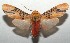  ( - 16-SRNP-106108)  @14 [ ] CreativeCommons  Attribution Non-Commercial Share-Alike (2017) Daniel H. Janzen Guanacaste Dry Forest Conservation Fund