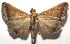  ( - 16-SRNP-106137)  @14 [ ] CreativeCommons  Attribution Non-Commercial Share-Alike (2017) Daniel H. Janzen Guanacaste Dry Forest Conservation Fund