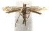  (elachBioLep01 BioLep490 - 16-SRNP-106204)  @14 [ ] CreativeCommons  Attribution Non-Commercial Share-Alike (2017) Daniel H. Janzen Guanacaste Dry Forest Conservation Fund