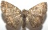  ( - 16-SRNP-106232)  @13 [ ] CreativeCommons  Attribution Non-Commercial Share-Alike (2017) Daniel H. Janzen Guanacaste Dry Forest Conservation Fund