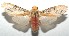  ( - 16-SRNP-106245)  @14 [ ] CreativeCommons  Attribution Non-Commercial Share-Alike (2017) Daniel H. Janzen Guanacaste Dry Forest Conservation Fund