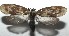  ( - 16-SRNP-106264)  @14 [ ] CreativeCommons  Attribution Non-Commercial Share-Alike (2017) Daniel H. Janzen Guanacaste Dry Forest Conservation Fund