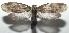  ( - 16-SRNP-106265)  @14 [ ] CreativeCommons  Attribution Non-Commercial Share-Alike (2017) Daniel H. Janzen Guanacaste Dry Forest Conservation Fund