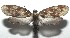  ( - 16-SRNP-106267)  @14 [ ] CreativeCommons  Attribution Non-Commercial Share-Alike (2017) Daniel H. Janzen Guanacaste Dry Forest Conservation Fund