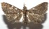  ( - 16-SRNP-106296)  @13 [ ] CreativeCommons  Attribution Non-Commercial Share-Alike (2017) Daniel H. Janzen Guanacaste Dry Forest Conservation Fund