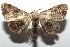  ( - 16-SRNP-106304)  @13 [ ] CreativeCommons  Attribution Non-Commercial Share-Alike (2017) Daniel H. Janzen Guanacaste Dry Forest Conservation Fund