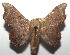  ( - 16-SRNP-106329)  @14 [ ] CreativeCommons  Attribution Non-Commercial Share-Alike (2017) Daniel H. Janzen Guanacaste Dry Forest Conservation Fund
