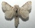  ( - 16-SRNP-106335)  @14 [ ] CreativeCommons  Attribution Non-Commercial Share-Alike (2017) Daniel H. Janzen Guanacaste Dry Forest Conservation Fund