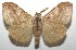  ( - 16-SRNP-106414)  @14 [ ] CreativeCommons  Attribution Non-Commercial Share-Alike (2017) Daniel H. Janzen Guanacaste Dry Forest Conservation Fund