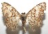  ( - 16-SRNP-106440)  @14 [ ] CreativeCommons  Attribution Non-Commercial Share-Alike (2017) Daniel H. Janzen Guanacaste Dry Forest Conservation Fund
