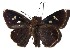  ( - 16-SRNP-1145)  @14 [ ] CreativeCommons - Attribution Non-Commercial Share-Alike (2018) Daniel H. Janzen Guanacaste Dry Forest Conservation Fund