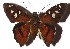  ( - 16-SRNP-1323)  @14 [ ] CreativeCommons - Attribution Non-Commercial Share-Alike (2018) Daniel H. Janzen Guanacaste Dry Forest Conservation Fund