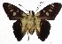  ( - 16-SRNP-1323)  @14 [ ] CreativeCommons - Attribution Non-Commercial Share-Alike (2018) Daniel H. Janzen Guanacaste Dry Forest Conservation Fund