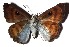  ( - 16-SRNP-20691)  @14 [ ] CreativeCommons - Attribution Non-Commercial Share-Alike (2018) Daniel H. Janzen Guanacaste Dry Forest Conservation Fund