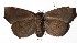  ( - 16-SRNP-20797)  @14 [ ] CreativeCommons - Attribution Non-Commercial Share-Alike (2018) Daniel H. Janzen Guanacaste Dry Forest Conservation Fund