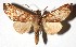  ( - 16-SRNP-20974)  @13 [ ] CreativeCommons - Attribution Non-Commercial Share-Alike (2018) Daniel H. Janzen Guanacaste Dry Forest Conservation Fund