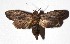  ( - 16-SRNP-21523)  @14 [ ] CreativeCommons  Attribution Non-Commercial Share-Alike (2019) Daniel H. Janzen Guanacaste Dry Forest Conservation Fund
