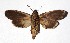  ( - 16-SRNP-21523)  @14 [ ] CreativeCommons  Attribution Non-Commercial Share-Alike (2019) Daniel H. Janzen Guanacaste Dry Forest Conservation Fund
