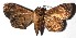  ( - 16-SRNP-27394)  @12 [ ] CreativeCommons - Attribution Non-Commercial Share-Alike (2018) Daniel H. Janzen Guanacaste Dry Forest Conservation Fund