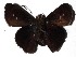  ( - 16-SRNP-27540)  @14 [ ] CreativeCommons - Attribution Non-Commercial Share-Alike (2018) Daniel H. Janzen Guanacaste Dry Forest Conservation Fund