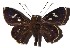  ( - 16-SRNP-27778)  @14 [ ] CreativeCommons - Attribution Non-Commercial Share-Alike (2018) Daniel H. Janzen Guanacaste Dry Forest Conservation Fund