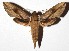  (Xylophanes turbata - 16-SRNP-31037)  @15 [ ] CreativeCommons - Attribution Non-Commercial Share-Alike (2018) Daniel H. Janzen Guanacaste Dry Forest Conservation Fund