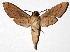  ( - 16-SRNP-31037)  @14 [ ] CreativeCommons - Attribution Non-Commercial Share-Alike (2018) Daniel H. Janzen Guanacaste Dry Forest Conservation Fund