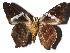  ( - 16-SRNP-31088)  @14 [ ] CreativeCommons - Attribution Non-Commercial Share-Alike (2018) Daniel H. Janzen Guanacaste Dry Forest Conservation Fund