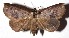  ( - 16-SRNP-31297)  @11 [ ] CreativeCommons - Attribution Non-Commercial Share-Alike (2018) Daniel H. Janzen Guanacaste Dry Forest Conservation Fund