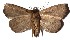  ( - 16-SRNP-31297)  @11 [ ] CreativeCommons - Attribution Non-Commercial Share-Alike (2018) Daniel H. Janzen Guanacaste Dry Forest Conservation Fund