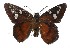  ( - 16-SRNP-31496)  @14 [ ] CreativeCommons  Attribution Non-Commercial Share-Alike (2019) Daniel H. Janzen Guanacaste Dry Forest Conservation Fund