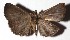 ( - 16-SRNP-31550)  @11 [ ] CreativeCommons - Attribution Non-Commercial Share-Alike (2018) Daniel H. Janzen Guanacaste Dry Forest Conservation Fund