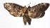  ( - 16-SRNP-31786)  @13 [ ] CreativeCommons  Attribution Non-Commercial Share-Alike (2019) Daniel H. Janzen Guanacaste Dry Forest Conservation Fund