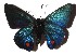  ( - 16-SRNP-35104)  @11 [ ] CreativeCommons - Attribution Non-Commercial Share-Alike (2018) Daniel H. Janzen Guanacaste Dry Forest Conservation Fund