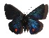  ( - 16-SRNP-35114)  @11 [ ] CreativeCommons  Attribution Non-Commercial Share-Alike (2019) Daniel H. Janzen Guanacaste Dry Forest Conservation Fund