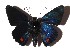  ( - 16-SRNP-35167)  @11 [ ] CreativeCommons  Attribution Non-Commercial Share-Alike (2019) Daniel H. Janzen Guanacaste Dry Forest Conservation Fund