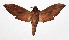 ( - 16-SRNP-35238)  @14 [ ] CreativeCommons  Attribution Non-Commercial Share-Alike (2019) Daniel H. Janzen Guanacaste Dry Forest Conservation Fund