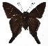  ( - 16-SRNP-35499)  @13 [ ] CreativeCommons - Attribution Non-Commercial Share-Alike (2018) Daniel H. Janzen Guanacaste Dry Forest Conservation Fund