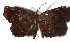  ( - 16-SRNP-35545)  @14 [ ] CreativeCommons - Attribution Non-Commercial Share-Alike (2018) Daniel H. Janzen Guanacaste Dry Forest Conservation Fund