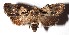  ( - 16-SRNP-36371)  @13 [ ] CreativeCommons - Attribution Non-Commercial Share-Alike (2018) Daniel H. Janzen Guanacaste Dry Forest Conservation Fund