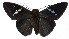  ( - 16-SRNP-36423)  @11 [ ] CreativeCommons - Attribution Non-Commercial Share-Alike (2018) Daniel H. Janzen Guanacaste Dry Forest Conservation Fund
