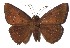  ( - 16-SRNP-40330)  @14 [ ] CreativeCommons - Attribution Non-Commercial Share-Alike (2018) Daniel H. Janzen Guanacaste Dry Forest Conservation Fund