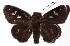  ( - 16-SRNP-40424)  @14 [ ] CreativeCommons - Attribution Non-Commercial Share-Alike (2018) Daniel H. Janzen Guanacaste Dry Forest Conservation Fund