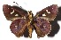  ( - 16-SRNP-40424)  @14 [ ] CreativeCommons - Attribution Non-Commercial Share-Alike (2018) Daniel H. Janzen Guanacaste Dry Forest Conservation Fund