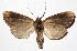  ( - 16-SRNP-46283)  @13 [ ] CreativeCommons - Attribution Non-Commercial Share-Alike (2018) Daniel H. Janzen Guanacaste Dry Forest Conservation Fund