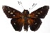  ( - 16-SRNP-46721)  @11 [ ] CreativeCommons - Attribution Non-Commercial Share-Alike (2018) Daniel H. Janzen Guanacaste Dry Forest Conservation Fund