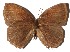  ( - 16-SRNP-55071)  @13 [ ] CreativeCommons - Attribution Non-Commercial Share-Alike (2018) Daniel H. Janzen Guanacaste Dry Forest Conservation Fund