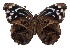 ( - 16-SRNP-55335)  @14 [ ] CreativeCommons - Attribution Non-Commercial Share-Alike (2018) Daniel H. Janzen Guanacaste Dry Forest Conservation Fund