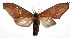  ( - 16-SRNP-55652)  @13 [ ] CreativeCommons - Attribution Non-Commercial Share-Alike (2018) Daniel H. Janzen Guanacaste Dry Forest Conservation Fund